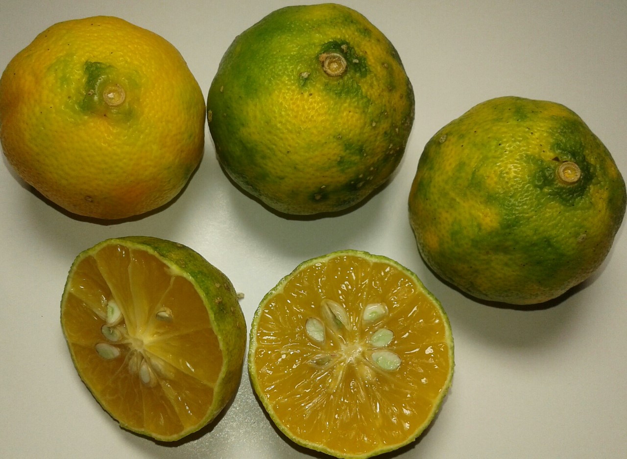 Porqué el limón mandarina ha tomado poder en mi cocina? | Elena Sevilla
